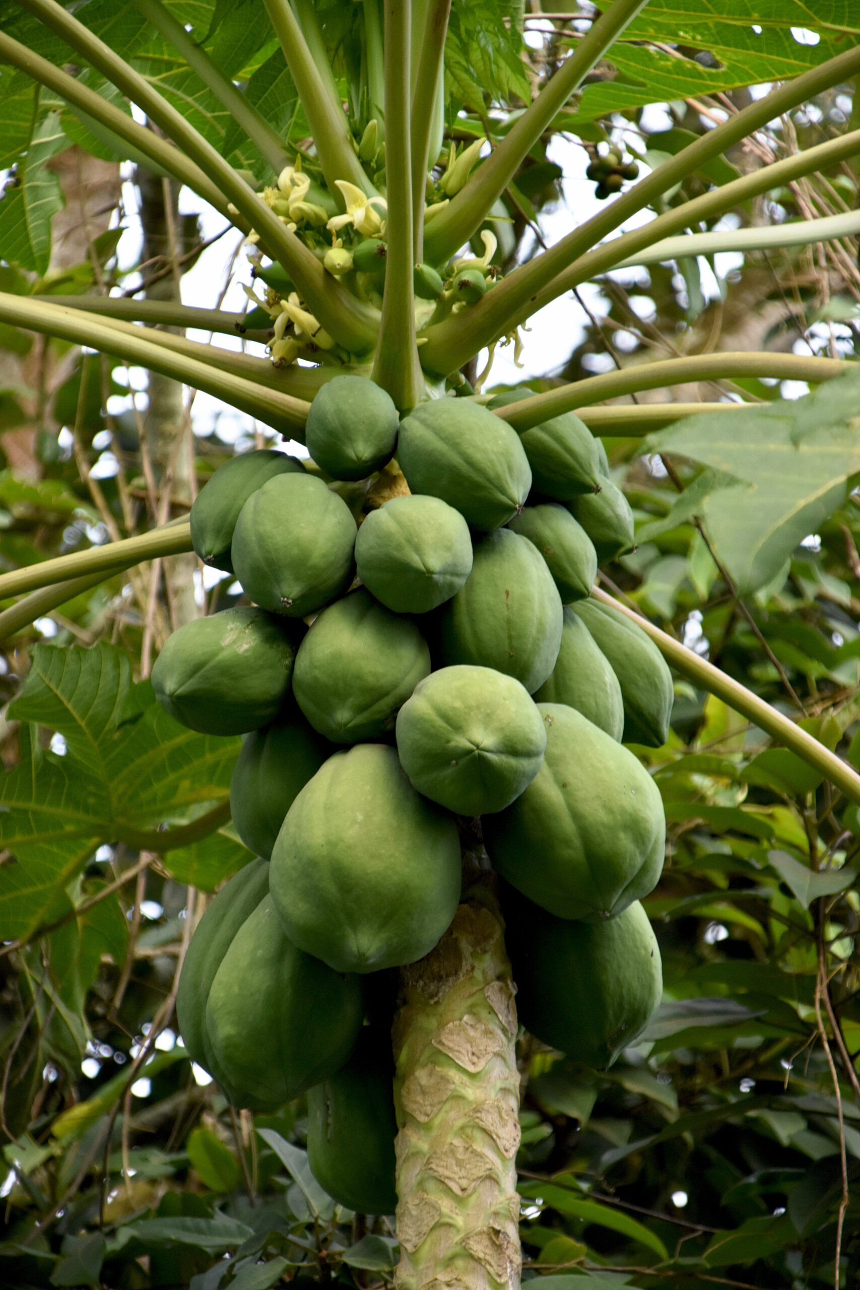 Growing a Papaya Tree from Seeds: A Step-by-Step Guide – Lovena Garden